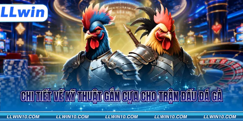 Chi tiết về kỹ thuật gắn cựa cho trận đấu đá gà