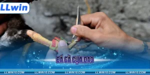 Đá gà cựa dao