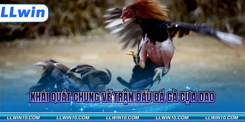Khái quát chung về trận đấu đá gà cựa dao
